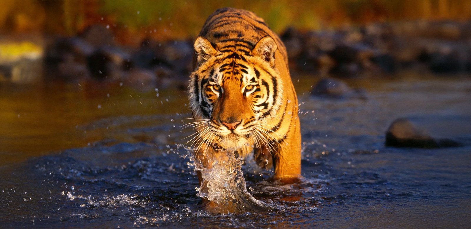 Ranthambore tigers